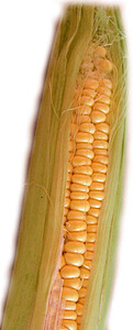 Corn