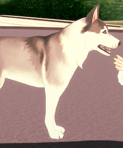 Vagabundierender Wolf