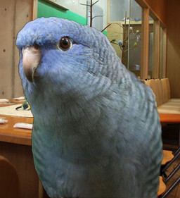 Urushihara Kenzaburou