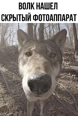 Волк Нашёл Скрытый Фотоаппарат