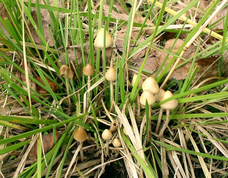 Грибная Поляна