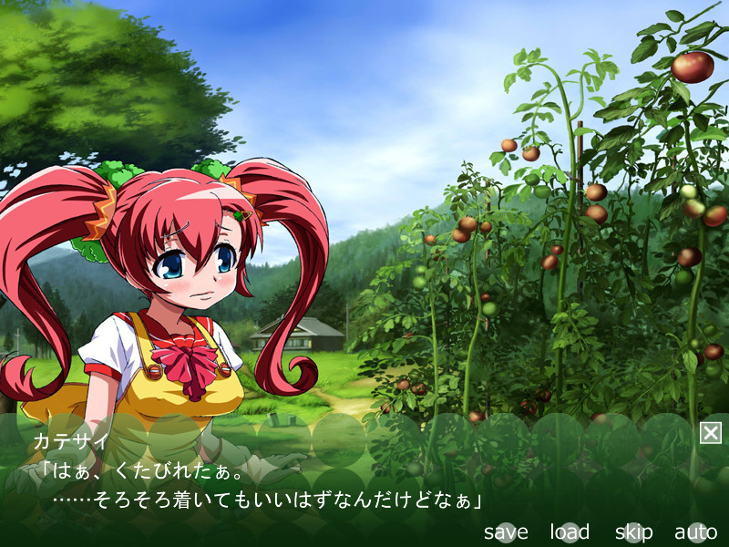 카테사이의 토마토 밭 -정액재배-