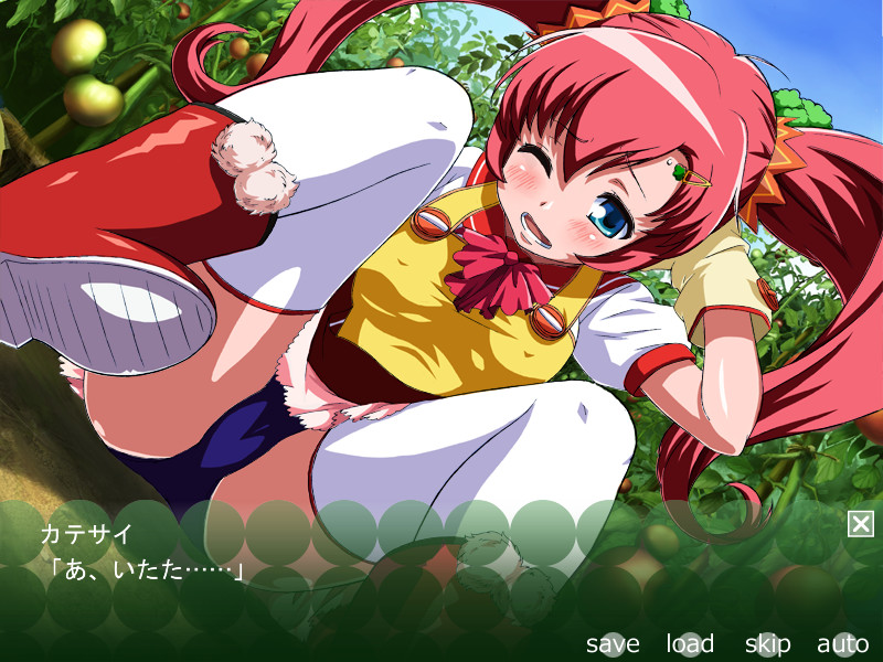 카테사이의 토마토 밭 -정액재배-