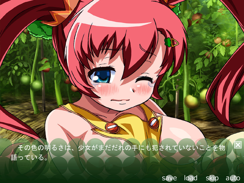 카테사이의 토마토 밭 -정액재배-