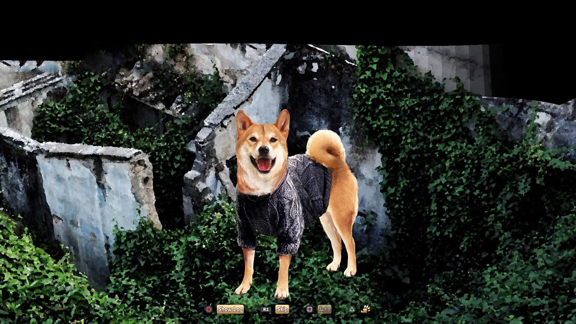 A Summer with the Shiba Inu