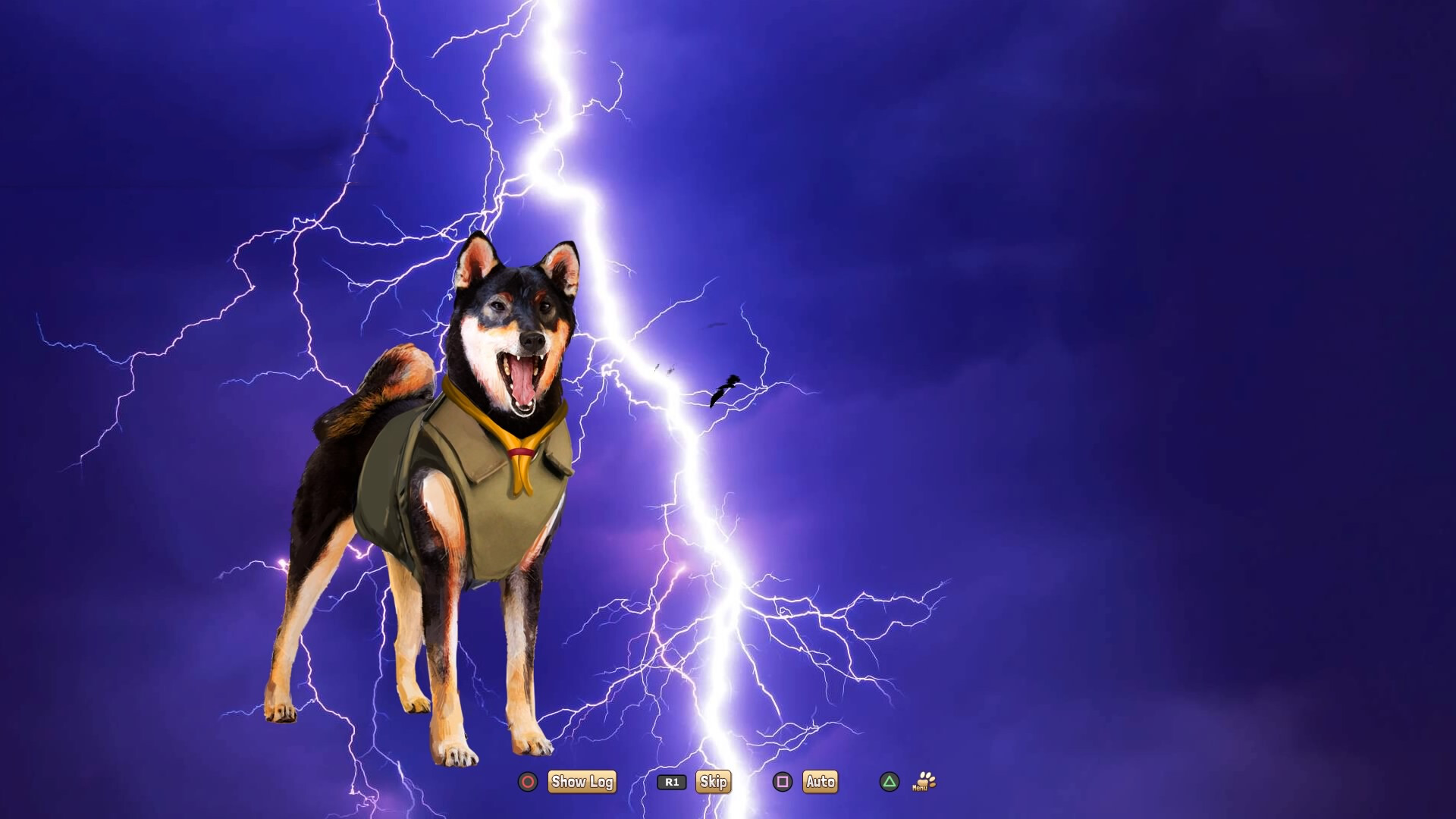 A Summer with the Shiba Inu