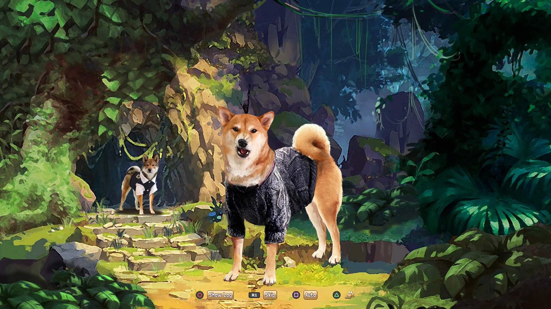 A Summer with the Shiba Inu